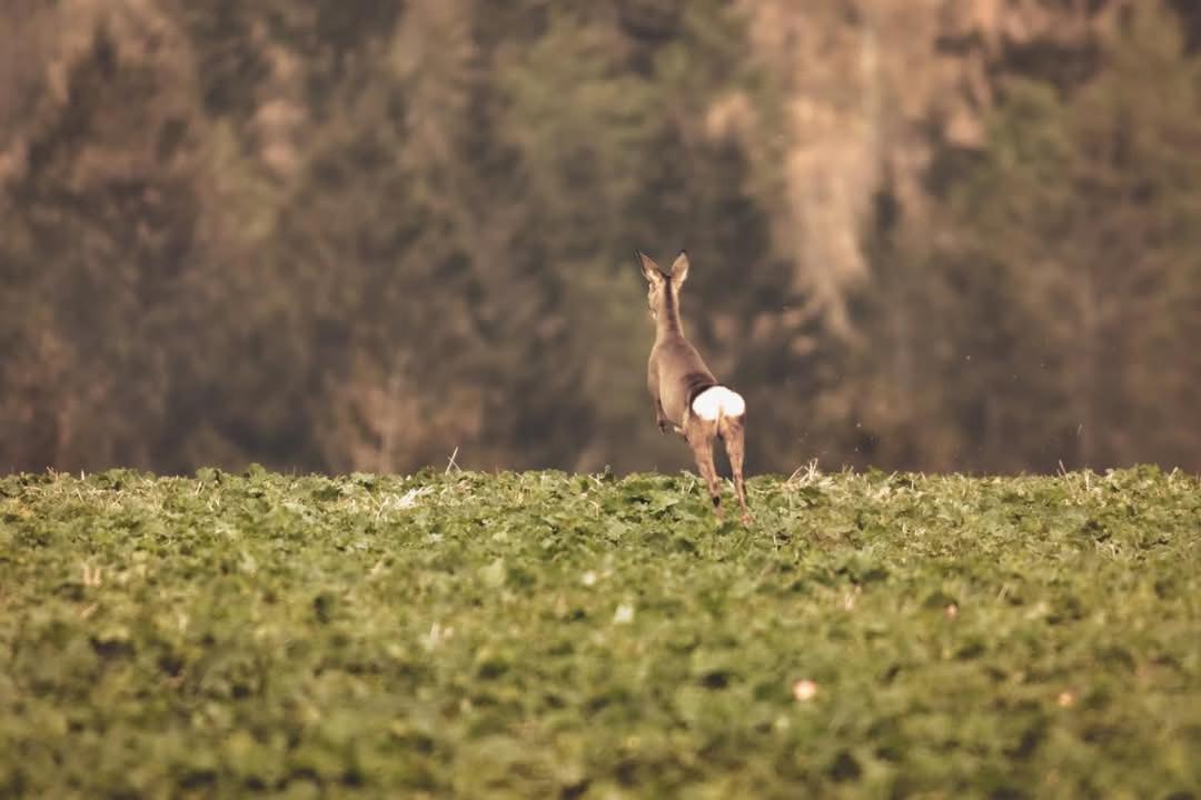 Wataha Pod Basztami - Alfa - Domki Caloroczne Radkow Eksteriør bilde
